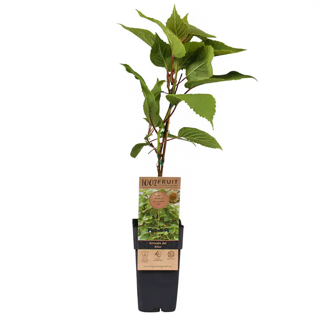 Männliche Kiwi 'Atlas', Topf 2 Liter, 2er-Set