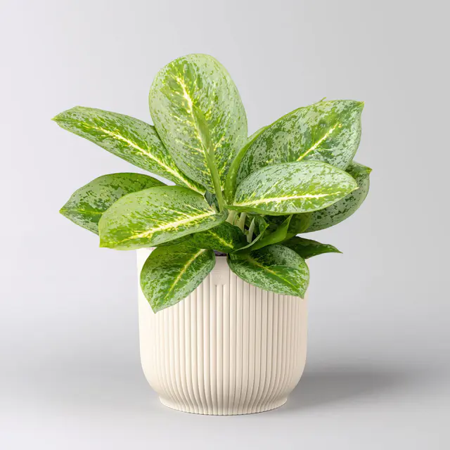 Aglaonema 'Lemon Mint', Topf-Ø 12 cm, inkl. Übertopf Vibes leinenweiß