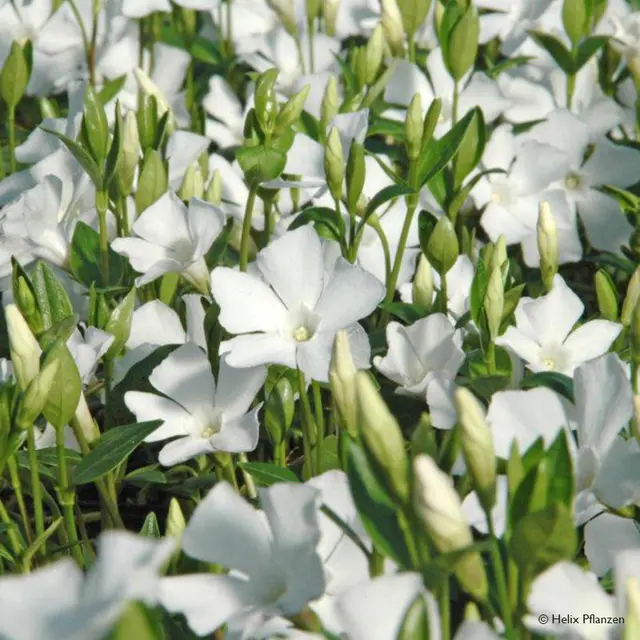 Vinca minor 'Alba' (Immergrün), 9 cm Topf, 12er-Set