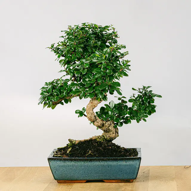 Bonsai 16 Jahre Carmona microphylla