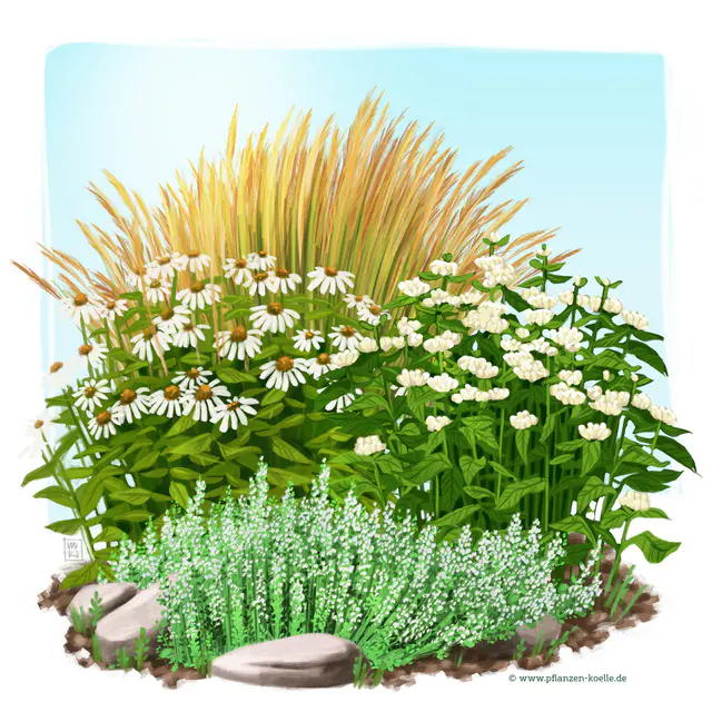 Stauden-Set, 12 Pflanzen für 2 m², weiß-grün