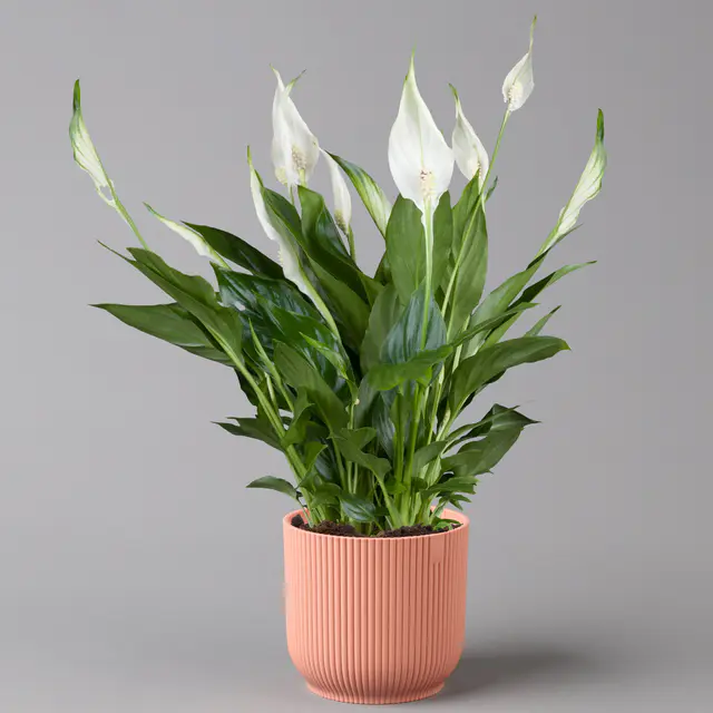 Einblatt 'Bellini' in Übertopf Vibes rosa, Topf-Ø 13 cm, Höhe ca. 30 cm
