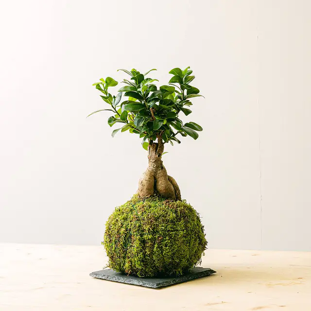 Kokedama Ficus Ginseng