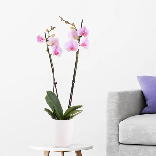 Rosa Orchidee (zwei Rispen) + gratis Topf