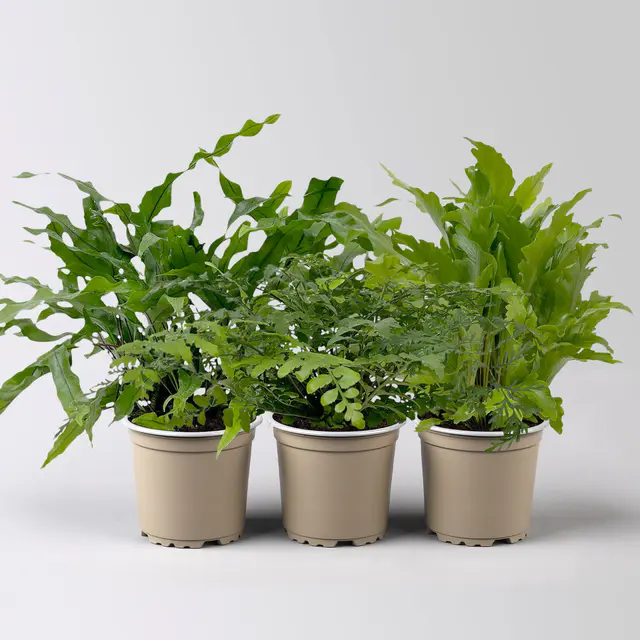 Grünpflanzen-Set Farnliebe, grün, pflegeleicht, Topf-Ø 12 cm, 3 Pflanzen