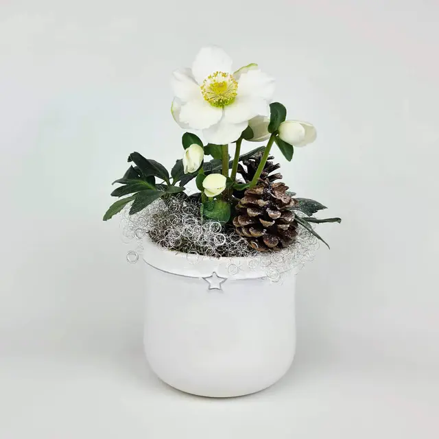 Topfpflanze Christrose