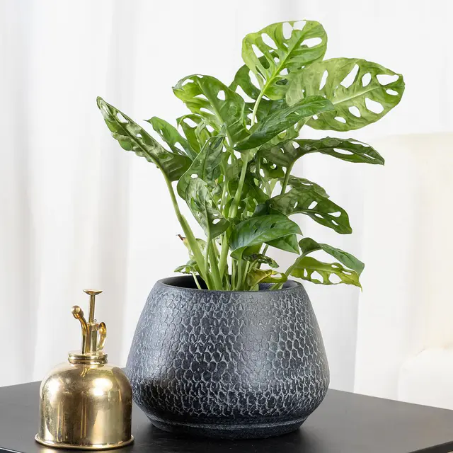 Monstera obliqua