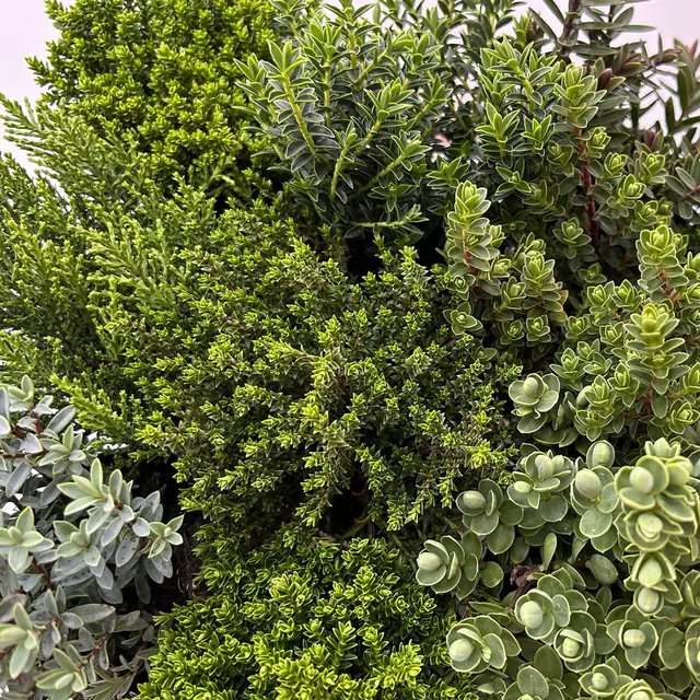 Hebe Min, Mix zufällig, Topf-Ø 6,5 cm, 6 Pflanzen