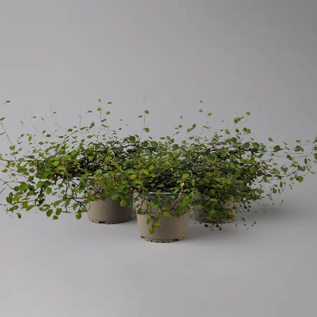 Bio Mühlenbeckia complexa, weiß, Topf-Ø 12 cm, 3 Pflanzen