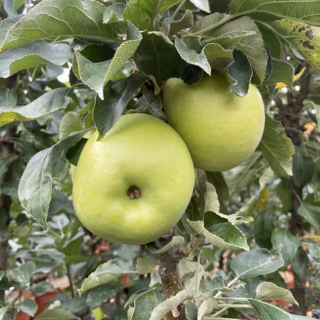 Kölle Bio Säulenapfel 'Greencatsⓢ', Unterlage MM 111, Topf 10 Liter