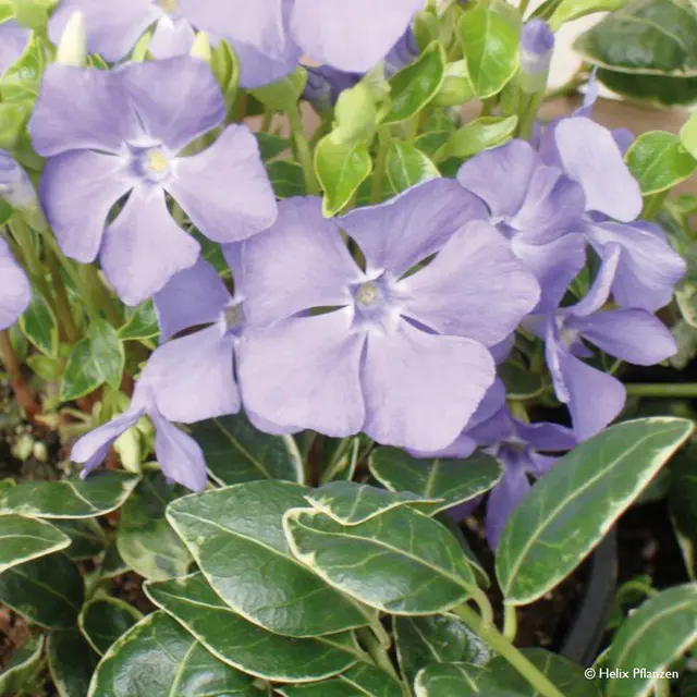 Vinca minor 'Ralph Shugert' (Immergrün), 9 cm Topf, 12er-Set