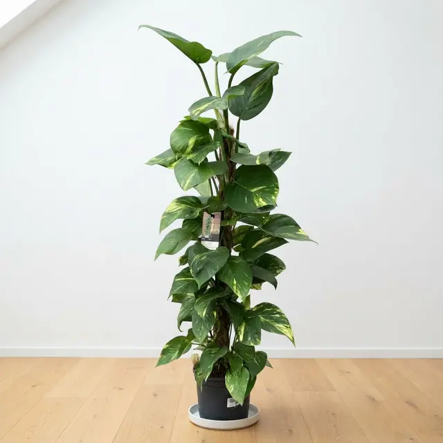 Epipremnum