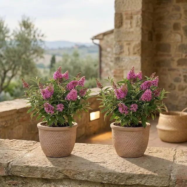 Rosa Buddleja Duo
