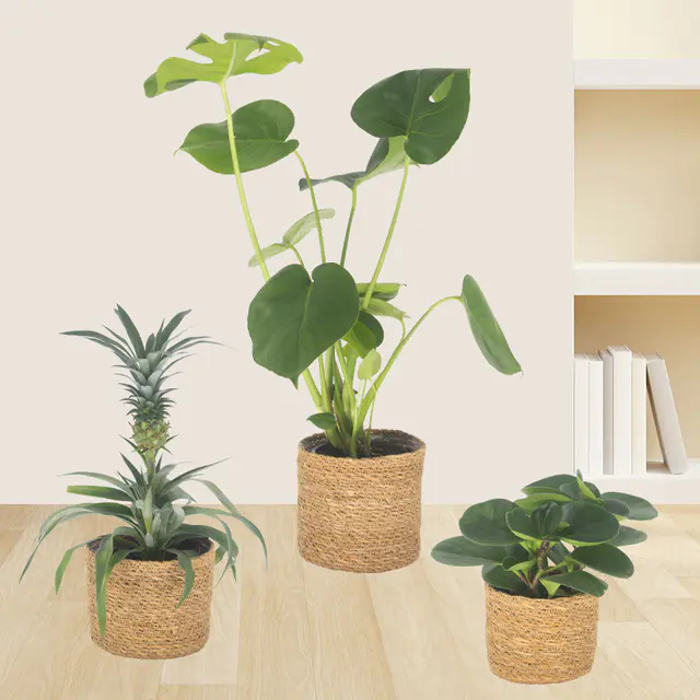 3er-Set Ananas, Monstera & Peperomia