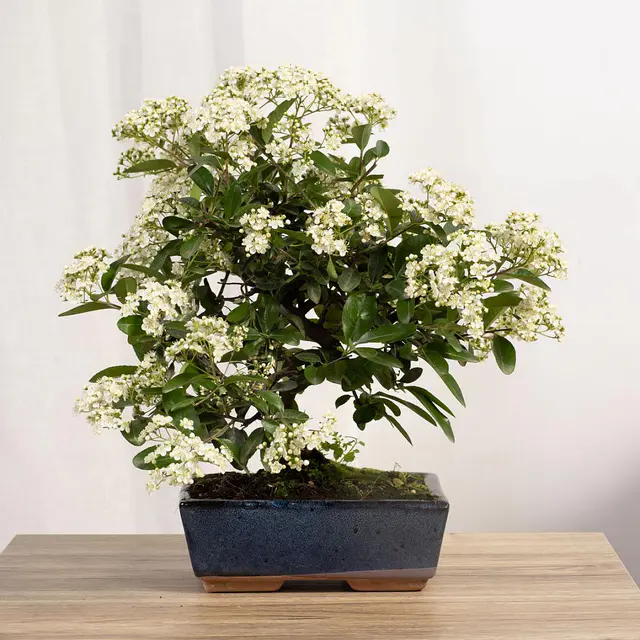 Bonsai 9 Jahre alt Pyracantha sp. ZP-b2