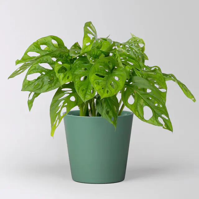 Monstera adansonii mit Keramiktopf Dallas seegrün, Topf-Ø 12 cm