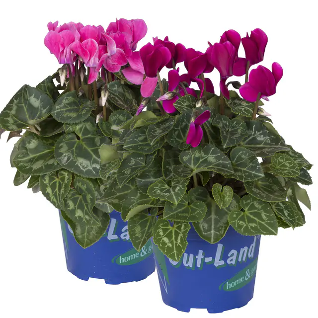Alpenveilchen 'Outland', lila/rosa, Topf-Ø 10,5 cm, 6 Pflanzen