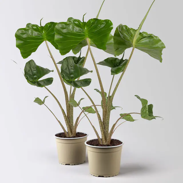 Alocasia 'Stingray', Topf-Ø 17 cm, Höhe ca. 60 cm, 2 Pflanzen