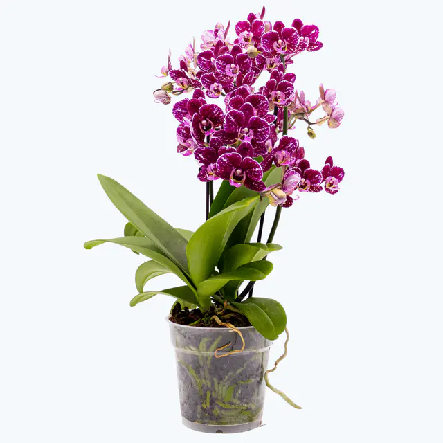 Große Two of Us Coco Purple Rain mit lila-gefleckten Blüten und 3 Rispen