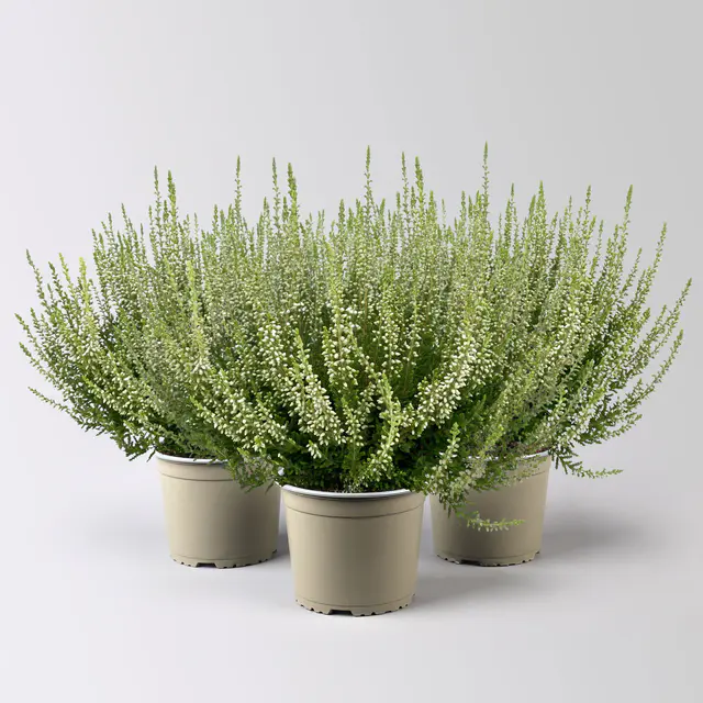 Knospenheide, weiß, Topf-Ø 17 cm, 3 Pflanzen