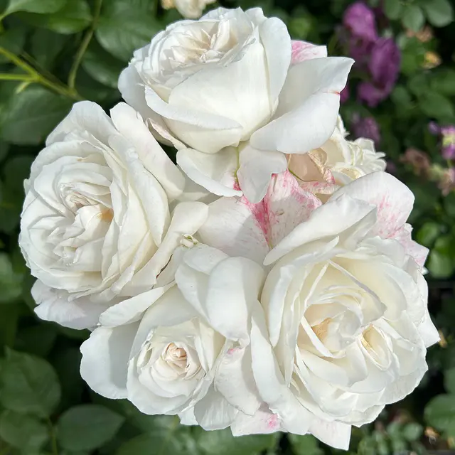 Stammrose 'Die Rose Ihrer Majestät'® (Beainesza), Stammhöhe 60cm, Topf 7,5 Liter