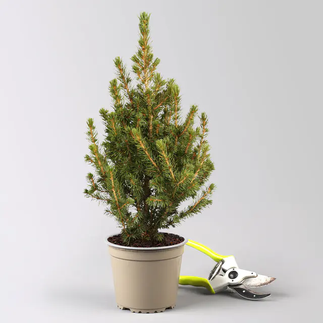 Zuckerhutfichte, Picea glauca 'Perfecta', Topf 5 Liter