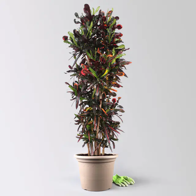 Wunderstrauch 'Mammi', verzweigt, Topf-Ø 40, Höhe ca. 160 cm