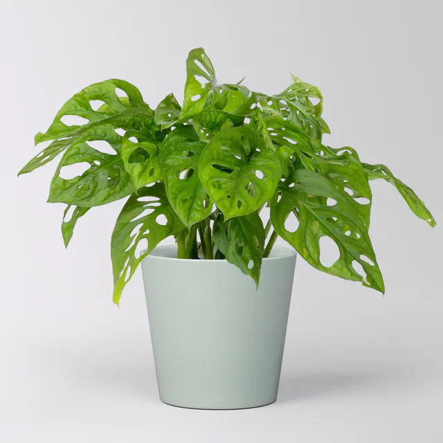 Monstera adansonii mit Keramiktopf Dallas gletscherblau, Topf-Ø 12 cm