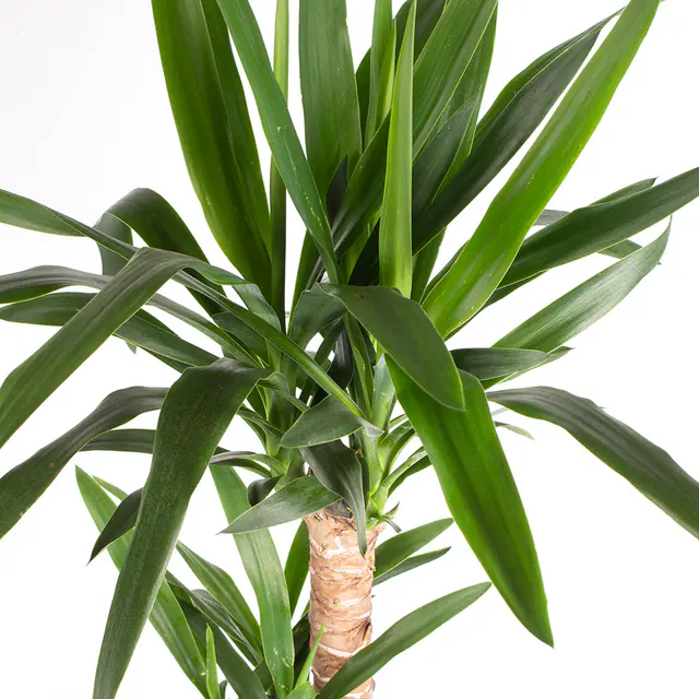 Yucca-Palme XL (2-stämmig) | Palmlilie — Bild 2