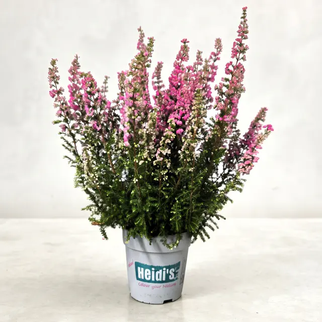 Calluna Heidi