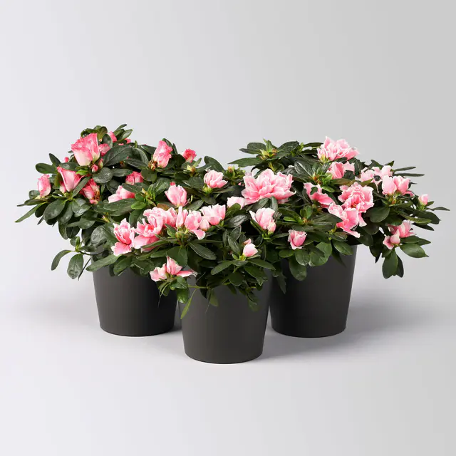 Azalee, rosa-weiß gefüllt im Keramiktopf Dallas anthrazit, Topf-Ø 12 cm, 3er-Set