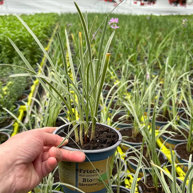 Bio Kap-Knoblauch, Topf-Ø 12 cm