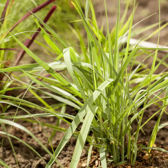 Bio Rutenhirse 'Prairie Sky', Topf 5 Liter