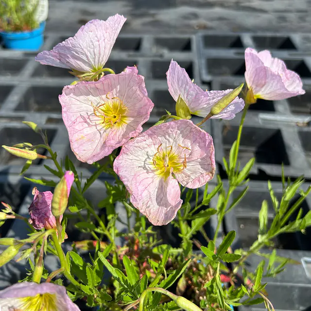 Bio Nachtkerze 'Siskiyou Pink' rosa, Topf 11x11 cm, 3 Pflanzen