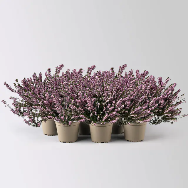 Winterheide, rosa, Topf-Ø 13 cm, 6 Pflanzen