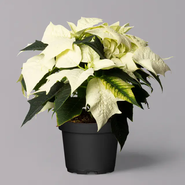 Weihnachtsstern, weiß, Topf 10,5 cm Ø, 6 Pflanzen