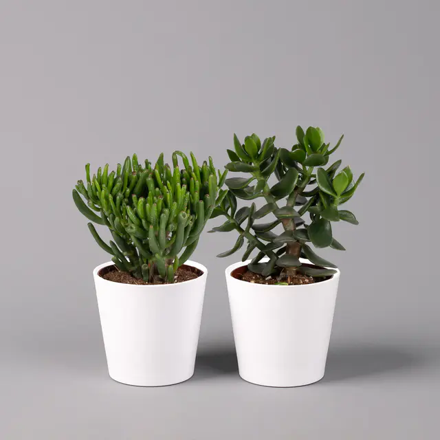 Geldbaum Mix, verschiedene Formen, Topf-Ø 12cm, in Keramiktopf weiß, 2 Pflanzen