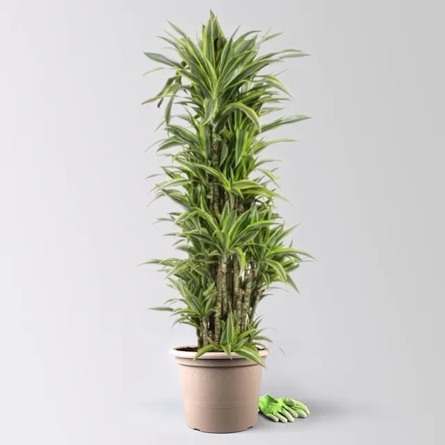 Drachenbaum 'Lemon Lime', Topf-Ø 34 cm, Höhe ca. 170 cm
