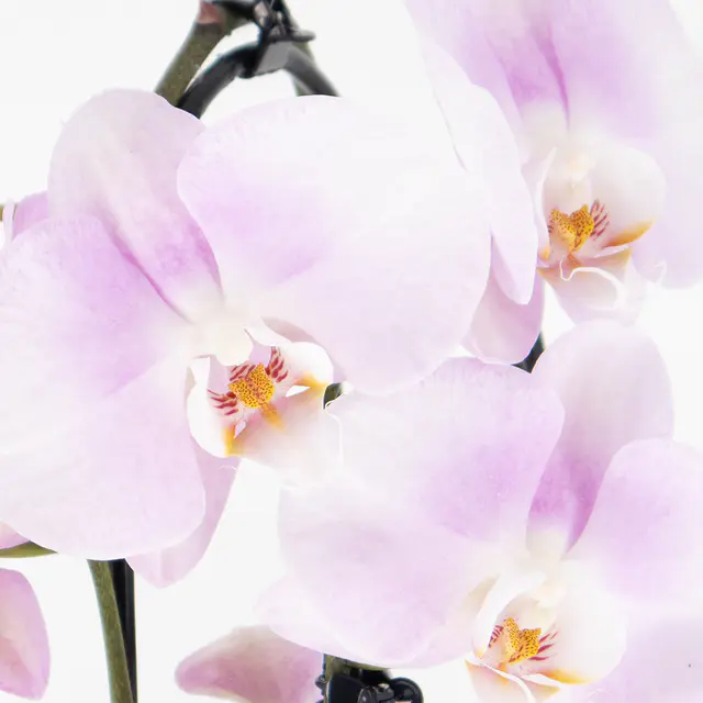 Rosa Orchidee (Cascade) + gratis Topf — Bild 2
