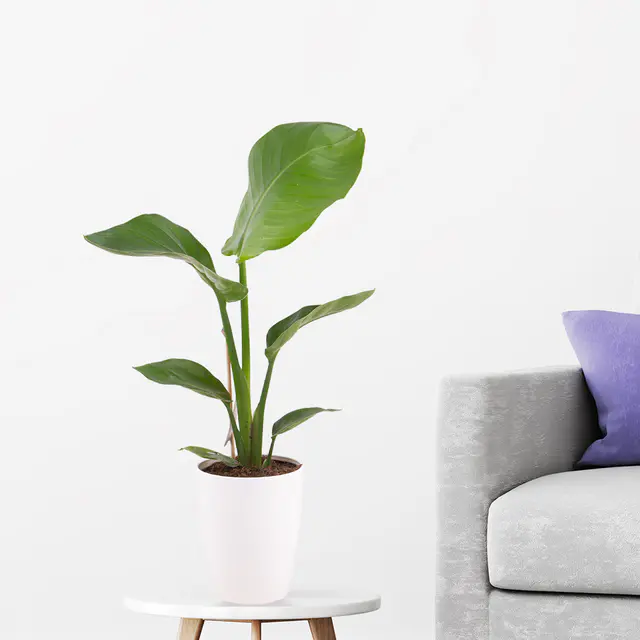 Paradiesvogelblume Strelitzie + gratis Topf