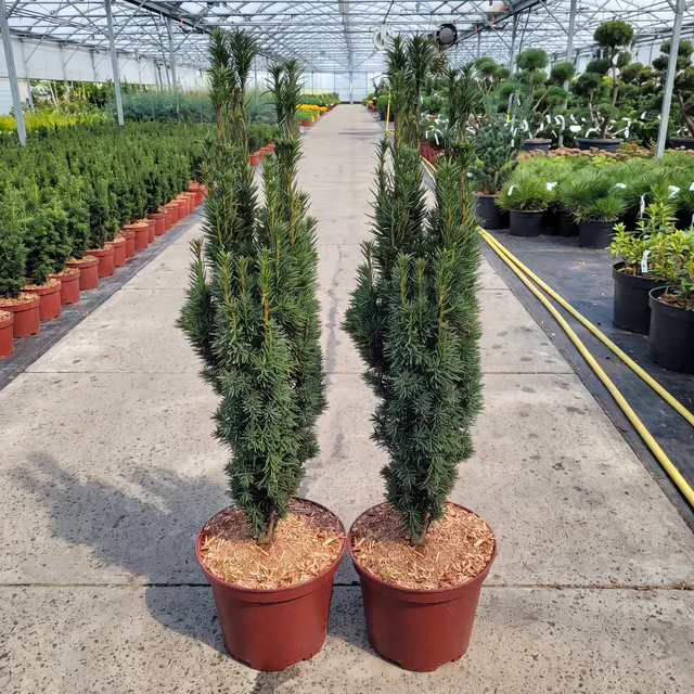 2er Set Grüne-Säuleneibe, Taxus baccata "Fastigiata Robusta", Höhe 60-70 cm