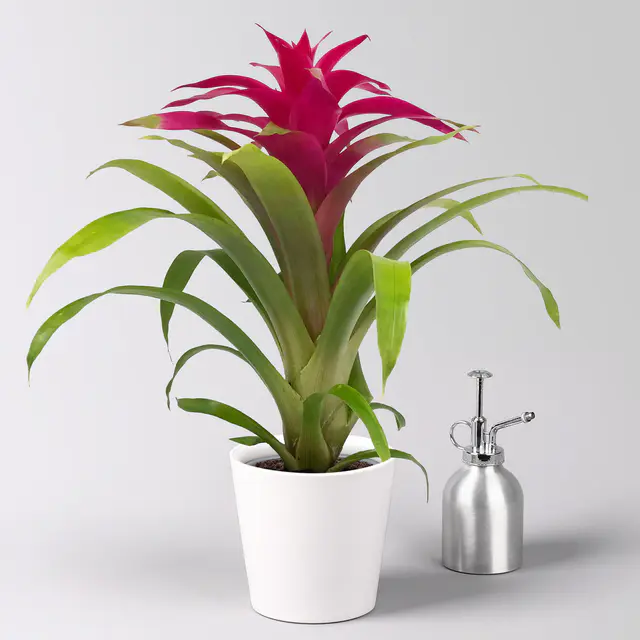 Guzmania 'Deseo Pink', Topf-Ø 12 cm, mit Übertopf Dallas weiß, Höhe ca. 50 cm