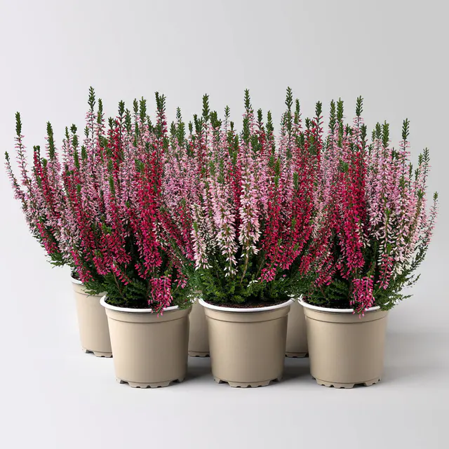 Calluna 'Twin', rot-rosa, Topf-Ø 10,5 cm, 6 Pflanzen