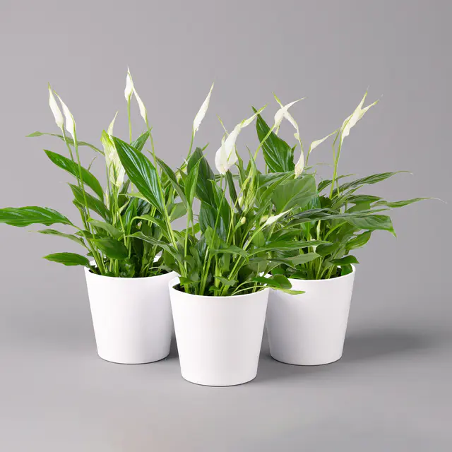 Einblatt 'Bellini', Topf-Ø 13 cm, mit Topf Dallas weiß, 3 Pflanzen