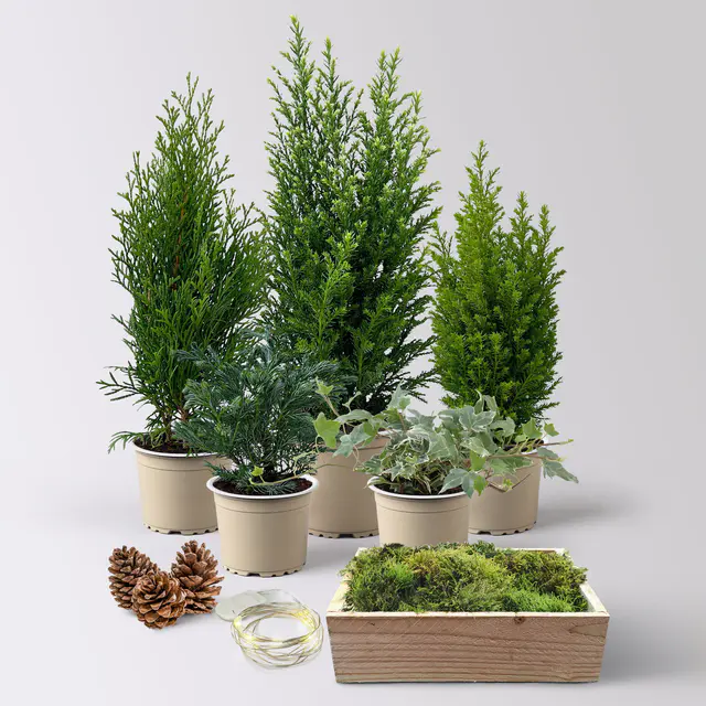 Pflanzenkreation Waldspaziergang, 5 Pflanzen + Lichterkette
