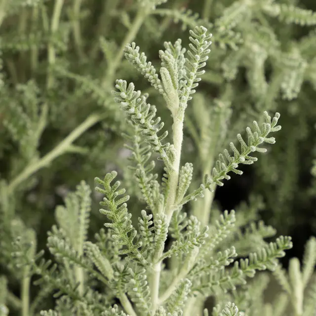 Bio Heiligenkraut, Topf-Ø 12 cm
