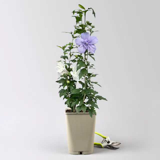 Duo-Gartenhibiskus 'Blue Chiffon®' und 'White Chiffon®', blau + weiß, 5 lt. Topf