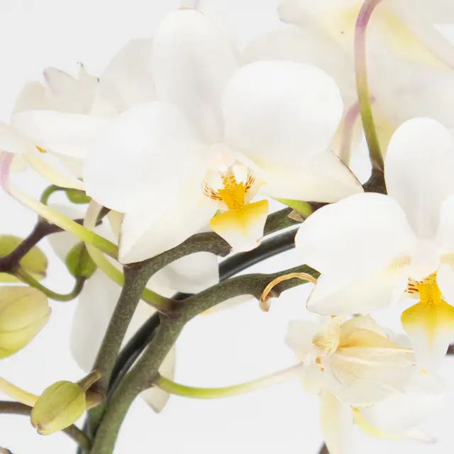 Weißer Orchideenbogen in Herzform + gratis Topf — Bild 2