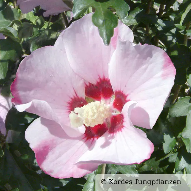 Garten-Hibiskus, Hibiscus syriacus 'Mathilda', zartrosa, Topf 5 Liter