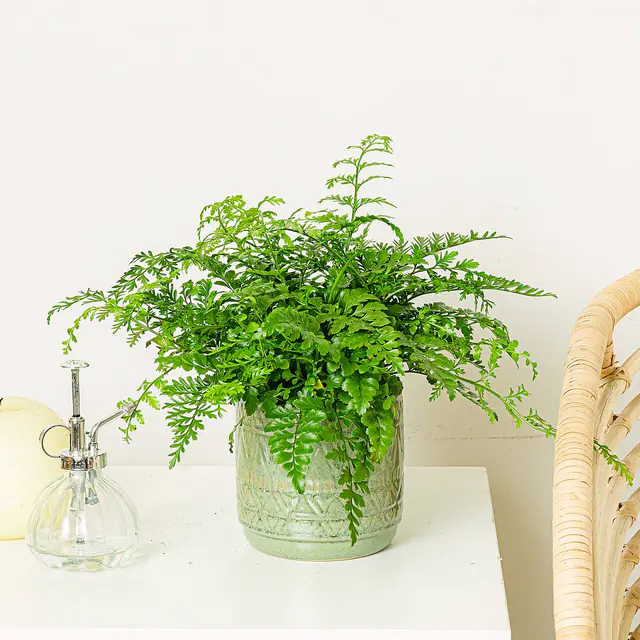 Asplenium Parvati